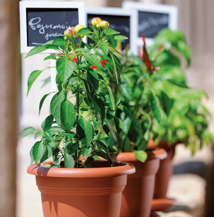 Květináč terracotta 30 cm